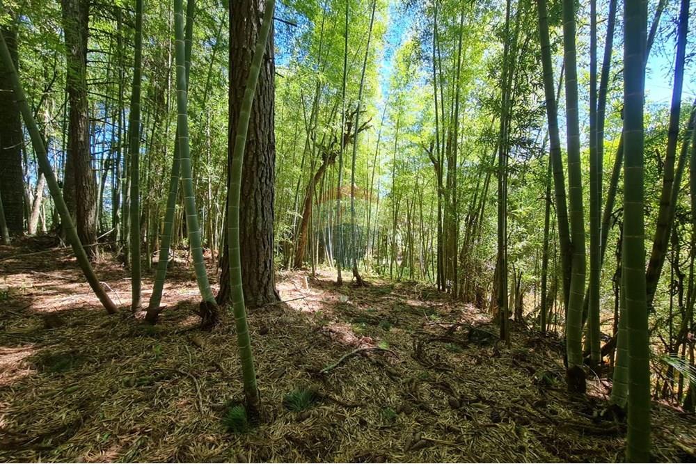 Chácara / Sítio / Fazenda - Venda - São José dos Pinhais , Paraná - 5f1526ff-9531-4cba-8d4e-e40e9cd0b3ba.jpeg - 560331128-24