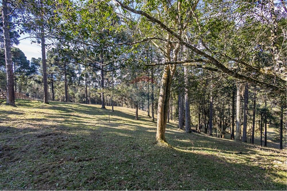 Chácara / Sítio / Fazenda - Venda - Campo Largo , Paraná - F (33).jpg - 560351150-1
