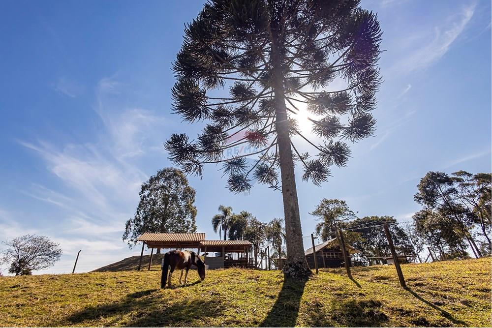 Chácara / Sítio / Fazenda - Venda - Campo Largo , Paraná - F (40).jpg - 560351150-1
