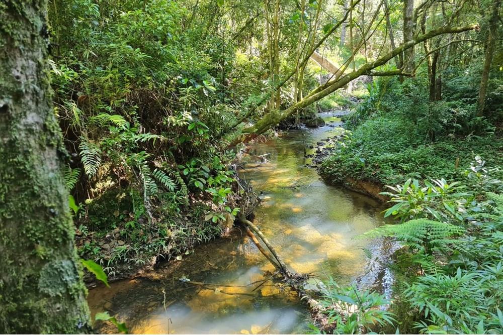 Chácara / Sítio / Fazenda - Venda - Tijucas do Sul , Paraná - 2757adef-88be-4920-b9d4-e6c0ab6dd542.jpeg - 560391051-20