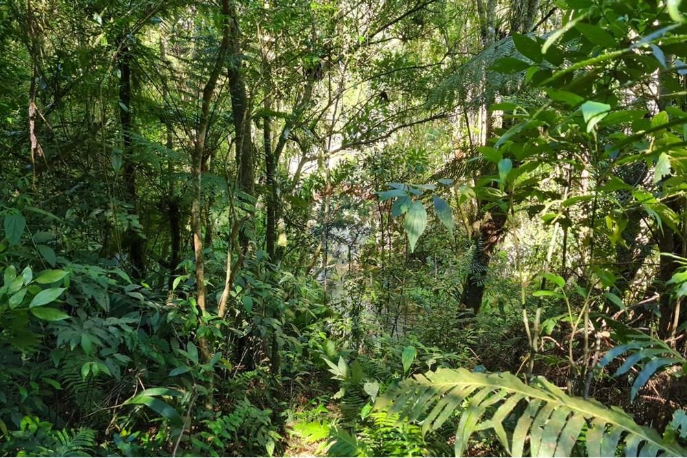 Chácara / Sítio / Fazenda - Venda - Tijucas do Sul , Paraná - 39e98c77-e98f-4b0c-9027-1dda15935c14.jpeg - 560391051-20