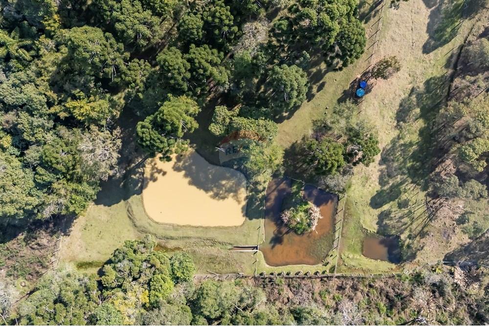 Chácara / Sítio / Fazenda - Venda - Campo Largo , Paraná - F (21).jpg - 560351150-1