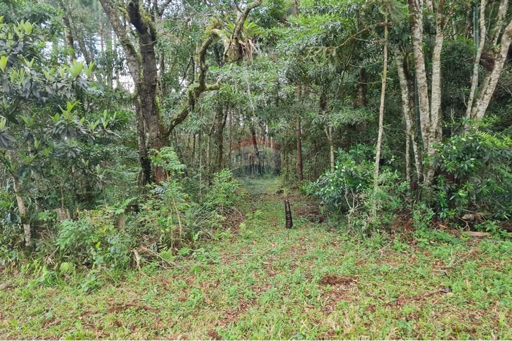 Chácara / Sítio / Fazenda - Venda - São José dos Pinhais , Paraná - 5101e676-cd5e-49b3-bcd3-3fa9eda9267c.jpeg - 560331128-24