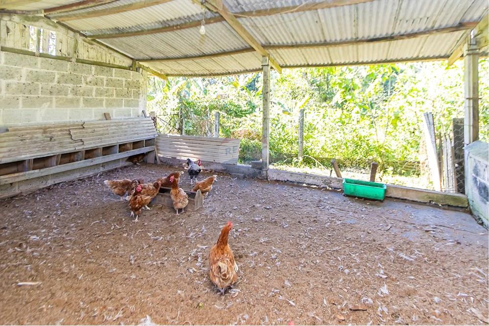 Chácara / Sítio / Fazenda - Venda - Antonina , Paraná - IMG_4830_1.jpg - 560411008-83