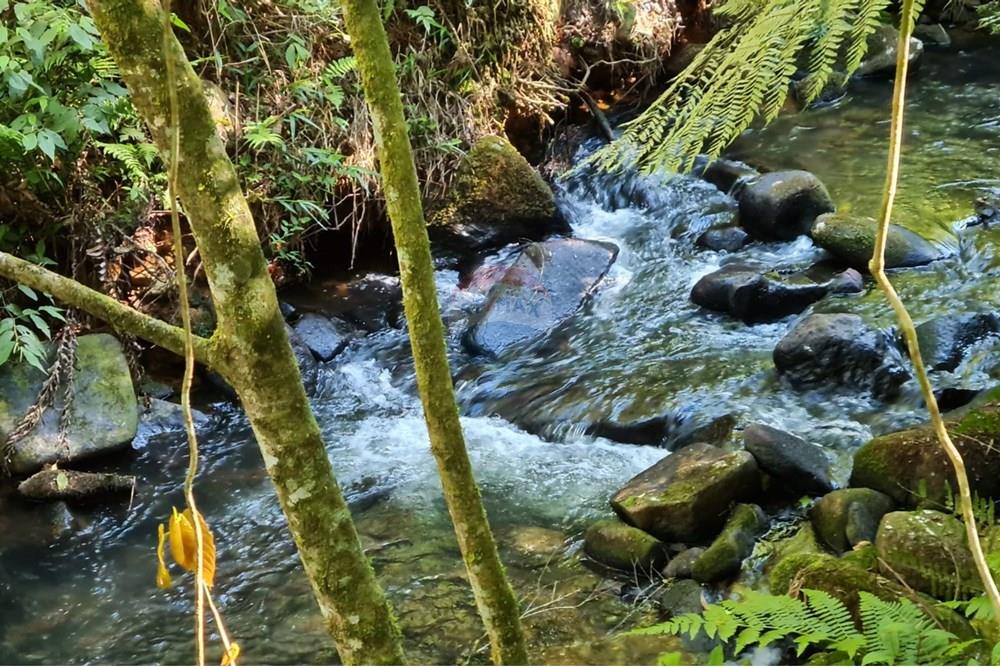 Chácara / Sítio / Fazenda - Venda - Tijucas do Sul , Paraná - 5464072b-485e-410d-8580-972a5ea751f1.jpeg - 560391051-20