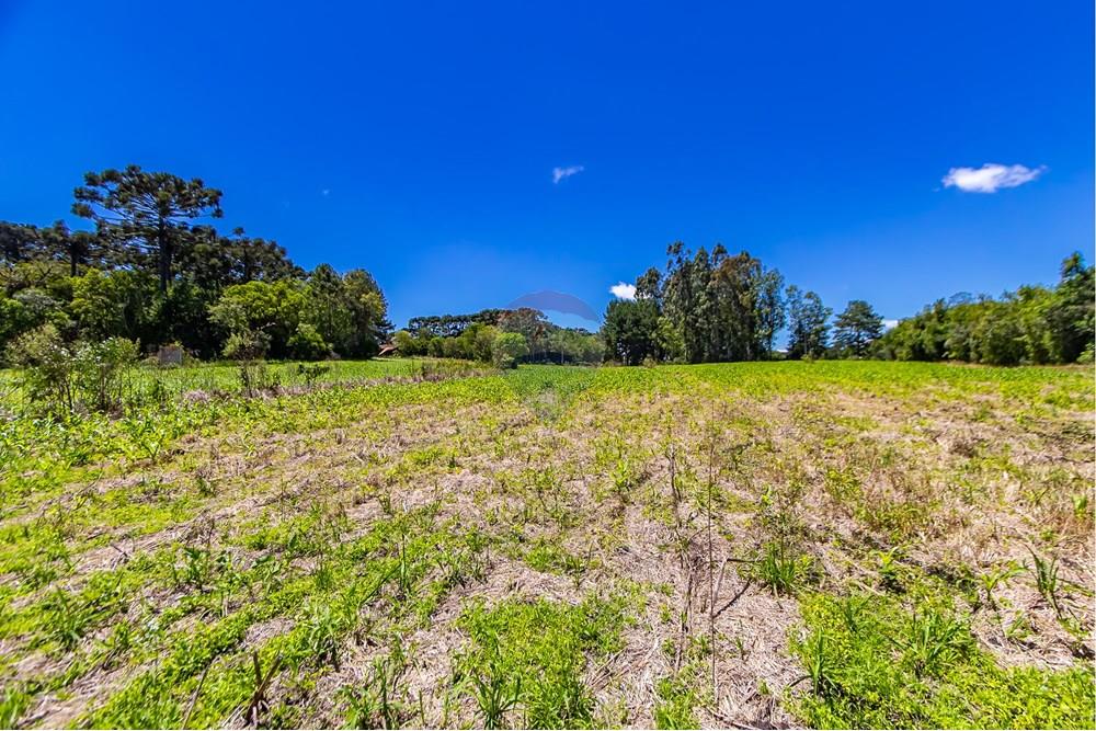 Chácara / Sítio / Fazenda - Venda - São José dos Pinhais , Paraná - IMG_7272.JPG - 560331128-24