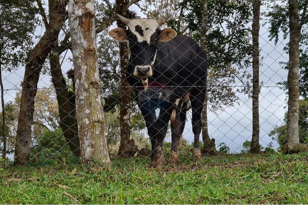 Chácara / Sítio / Fazenda - Venda - Tijucas do Sul , Paraná - 7a5d2804-9b16-47f0-bb92-00d0ead8fc9c.jpeg - 560391051-16