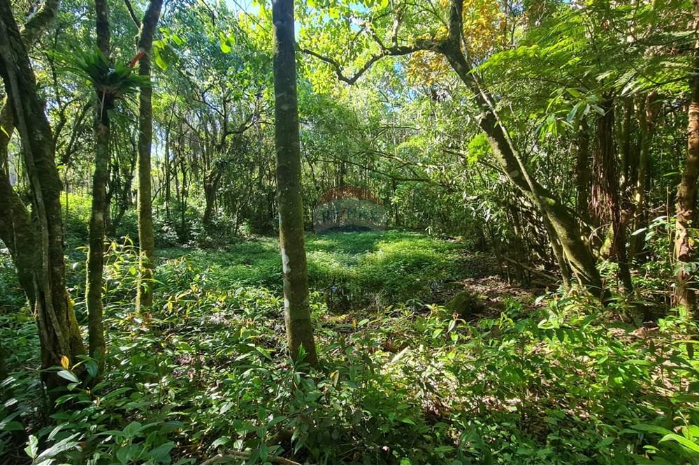 Chácara / Sítio / Fazenda - Venda - Tijucas do Sul , Paraná - ecf9fd7d-f752-4833-9064-dfd57bd95de3.jpeg - 560391051-20