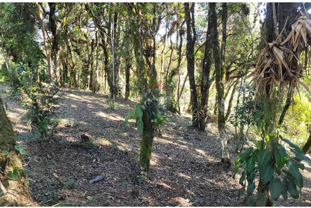 Chácara / Sítio / Fazenda - Venda - São José dos Pinhais , Paraná - 12.jpeg - 560331080-8