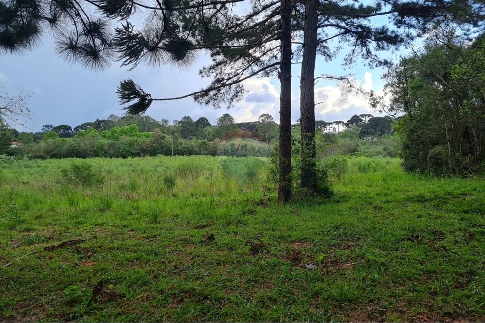 Chácara / Sítio / Fazenda - Venda - São José dos Pinhais , Paraná - 75fe45b1-cc4a-4cd5-bb5f-8054b73f7faf.jpeg - 560331128-24