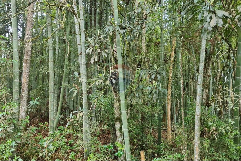 Chácara / Sítio / Fazenda - Venda - São José dos Pinhais , Paraná - 1ce39482-1d58-4435-bf7d-3d9a23f9c82d.jpeg - 560331128-24