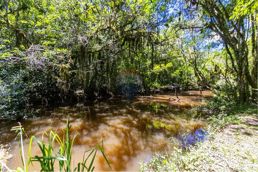Chácara / Sítio / Fazenda - Venda - São José dos Pinhais , Paraná - IMG_7275.JPG - 560331128-24