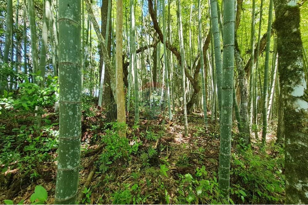 Chácara / Sítio / Fazenda - Venda - São José dos Pinhais , Paraná - 97fa2499-e88e-4d34-9793-97585fd0fbc2.jpeg - 560331128-24