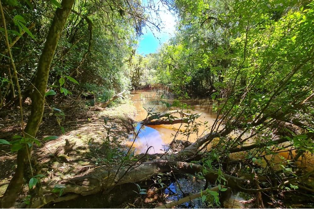 Chácara / Sítio / Fazenda - Venda - São José dos Pinhais , Paraná - 36b53afc-05ad-4912-9eef-e09d0c4d3821 (1).jpeg - 560331128-24