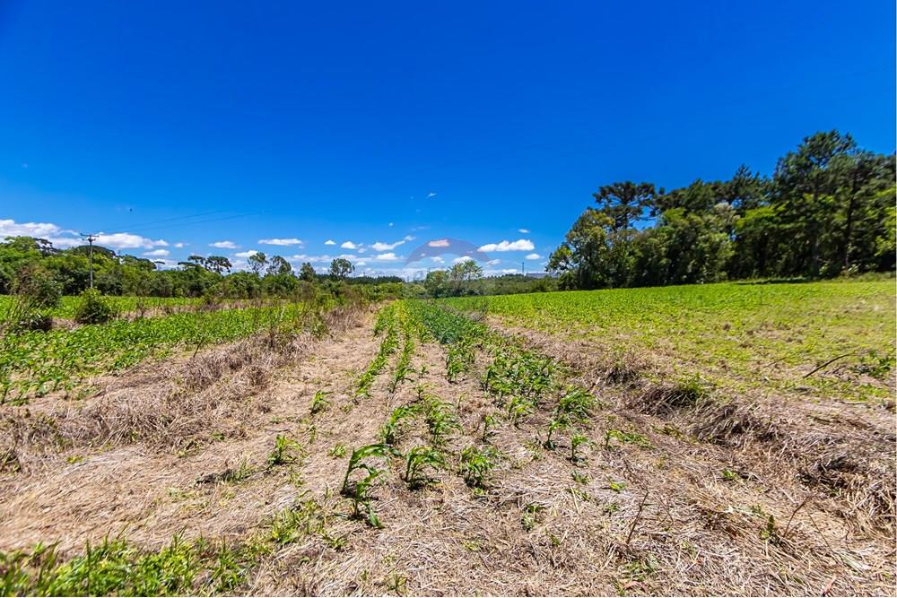 Chácara / Sítio / Fazenda - Venda - São José dos Pinhais , Paraná - IMG_7270.JPG - 560331128-24
