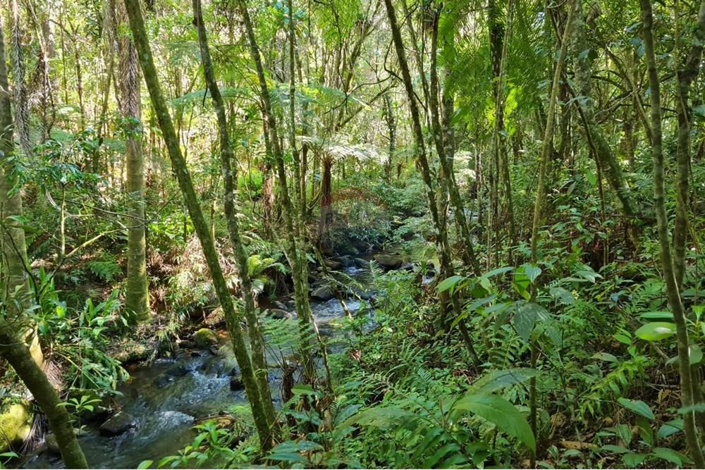 Chácara / Sítio / Fazenda - Venda - Tijucas do Sul , Paraná - 7a14ed30-4180-4ad9-96f6-373d2cecc283.jpeg - 560391051-20