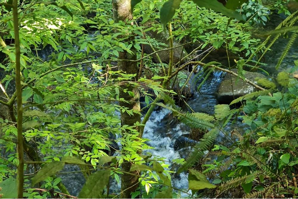 Chácara / Sítio / Fazenda - Venda - Tijucas do Sul , Paraná - d8a25a29-4589-486b-8d3b-369109c13065.jpeg - 560391051-20