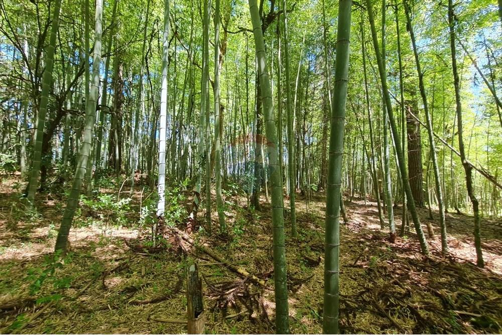 Chácara / Sítio / Fazenda - Venda - São José dos Pinhais , Paraná - 5cbd08b4-87da-4ef0-8821-e578217499d7.jpeg - 560331128-24