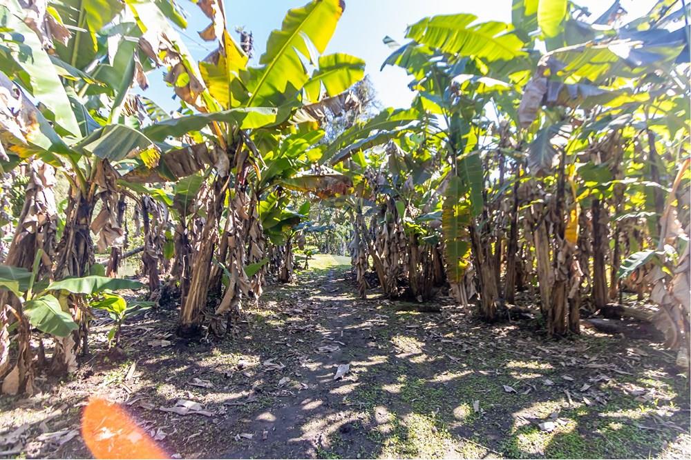 Chácara / Sítio / Fazenda - Venda - Antonina , Paraná - IMG_4805.jpg - 560411008-83