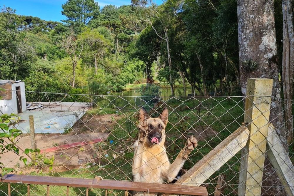 Galpão - Venda - São José dos Pinhais , Paraná - e63c9503-a3ec-4302-aa65-8399c44d663a.jpeg - 560331128-20