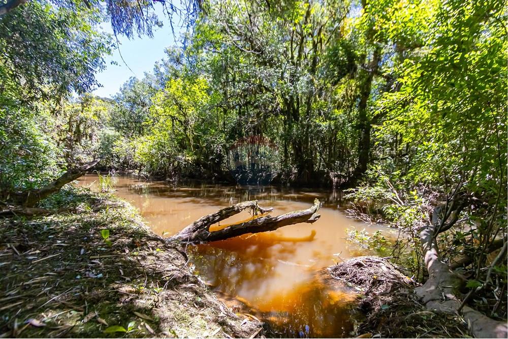 Chácara / Sítio / Fazenda - Venda - São José dos Pinhais , Paraná - IMG_7276.JPG - 560331128-24