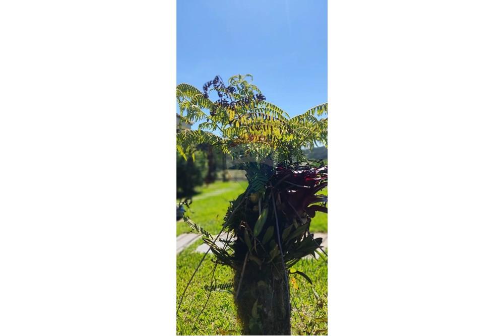 Chácara / Sítio / Fazenda - Venda - São José dos Pinhais , Paraná - 57.jpeg - 560331080-8