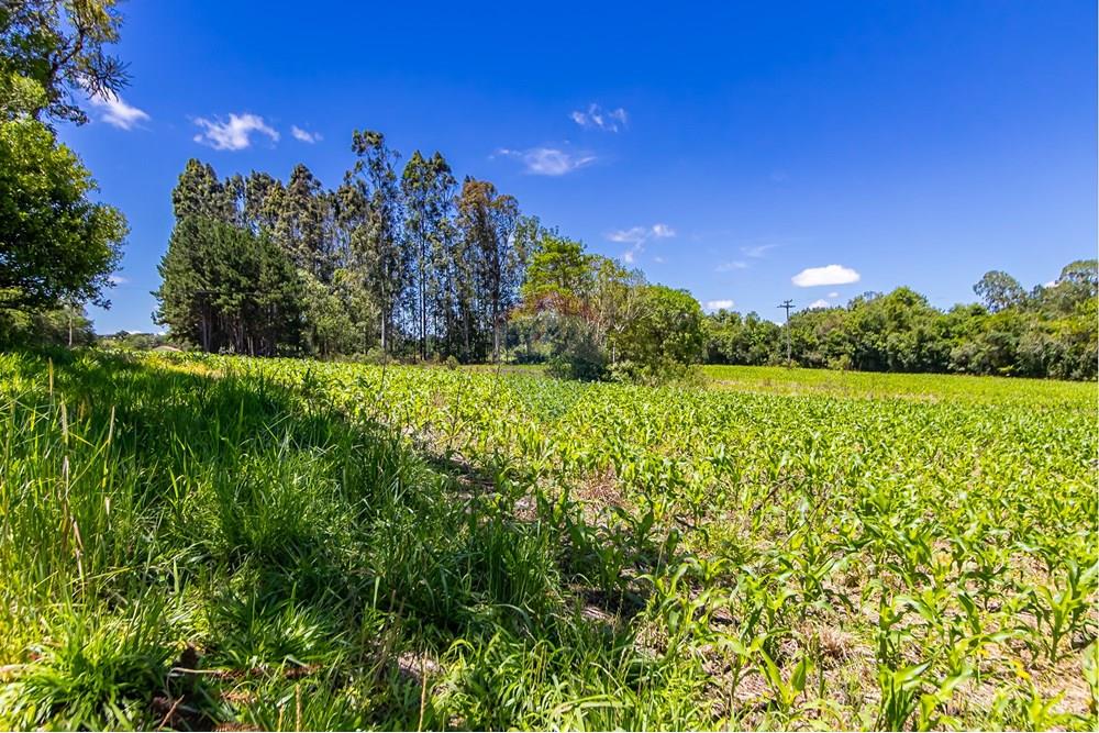 Chácara / Sítio / Fazenda - Venda - São José dos Pinhais , Paraná - IMG_7273.JPG - 560331128-24