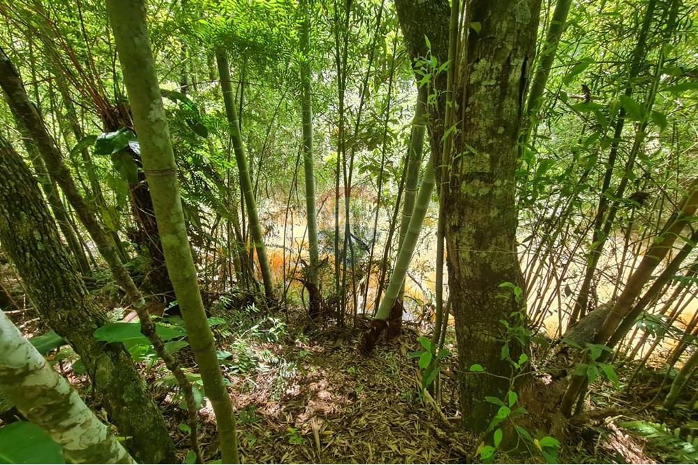 Chácara / Sítio / Fazenda - Venda - São José dos Pinhais , Paraná - af9c8e16-fef9-4660-8cf3-5070b119ec8b.jpeg - 560331128-24