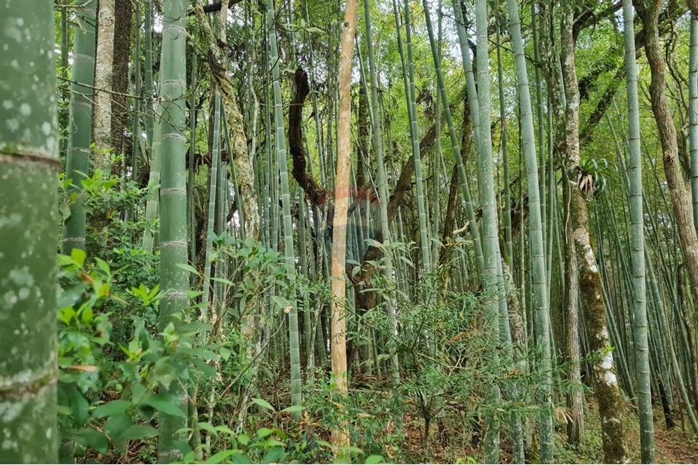 Chácara / Sítio / Fazenda - Venda - São José dos Pinhais , Paraná - 5146ceed-4b3e-4e05-b97d-33ea0e749ef5.jpeg - 560331128-24