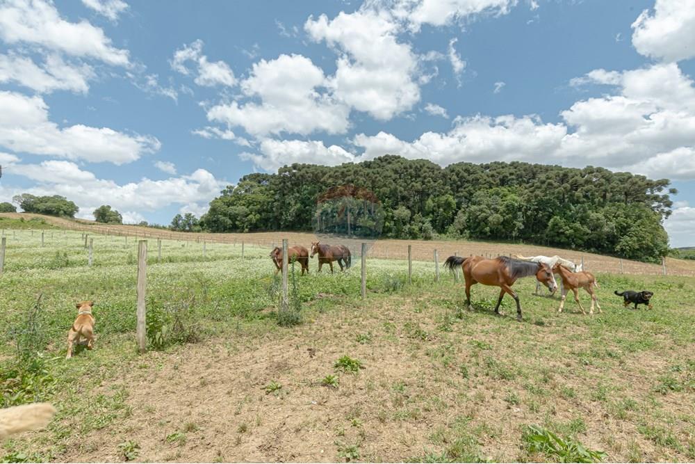 Chácara / Sítio / Fazenda - Venda - Campo Magro , Paraná - Rua Guarapuava (João Alex) 356-77.jpg - 560331069-78