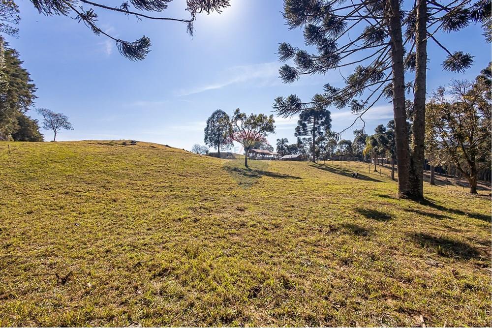 Chácara / Sítio / Fazenda - Venda - Campo Largo , Paraná - F (32).jpg - 560351150-1