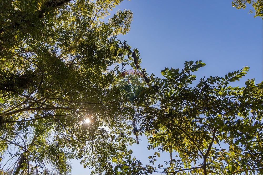 Chácara / Sítio / Fazenda - Venda - Antonina , Paraná - IMG_4807.jpg - 560411008-83