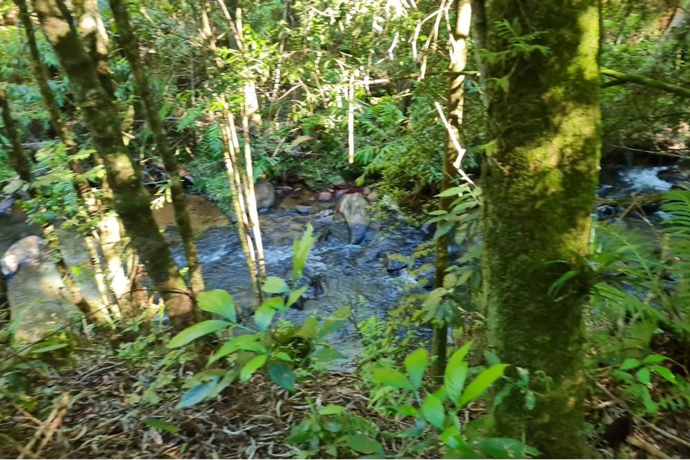 Chácara / Sítio / Fazenda - Venda - Tijucas do Sul , Paraná - 139c4327-4779-48b4-88e9-349081f3b868.jpeg - 560391051-20