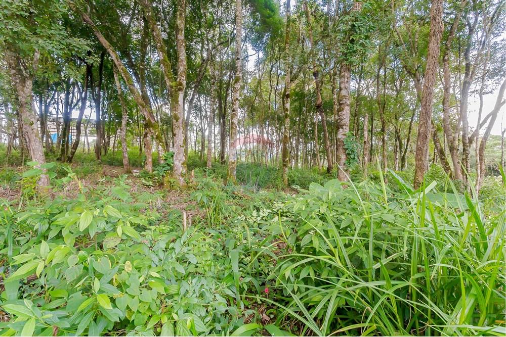 Terreno - Venda - Colombo , Paraná - _MG_7356.jpg - 560391062-13