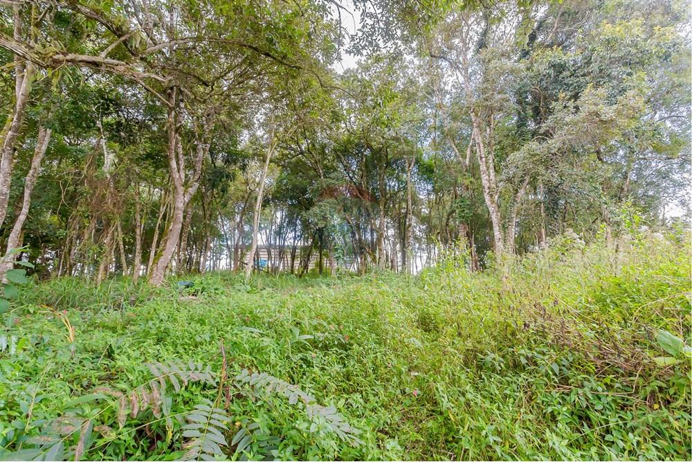 Terreno - Venda - Colombo , Paraná - _MG_7372.jpg - 560391062-13