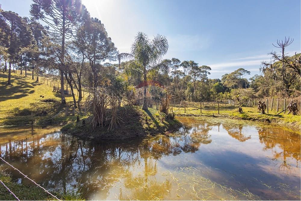 Chácara / Sítio / Fazenda - Venda - Campo Largo , Paraná - F (39).jpg - 560351150-1