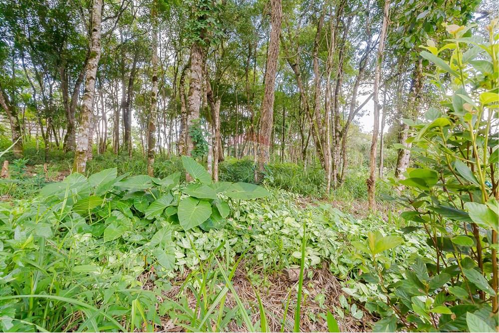 Terreno - Venda - Colombo , Paraná - _MG_7358.jpg - 560391062-13