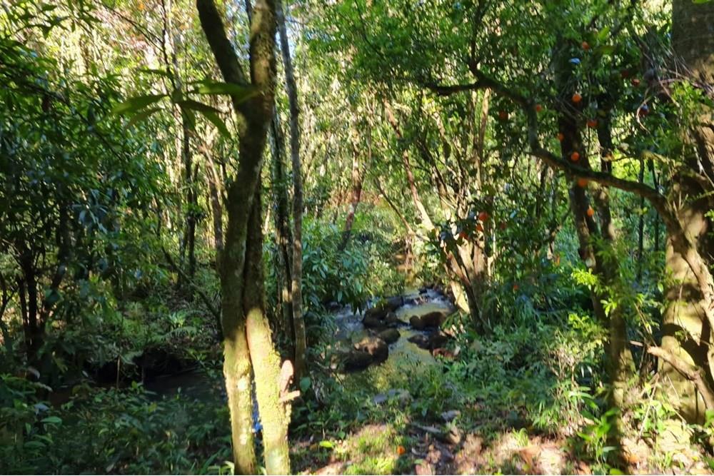 Chácara / Sítio / Fazenda - Venda - Tijucas do Sul , Paraná - 7f56914f-b792-49fa-9de0-5037aa4a4770.jpeg - 560391051-20