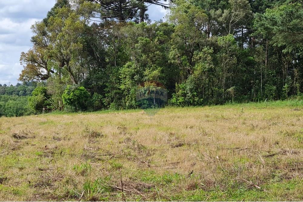 Chácara / Sítio / Fazenda - Venda - São José dos Pinhais , Paraná - 43398c27-8012-433a-a480-5250ce4bcfd0.jpeg - 560331128-24