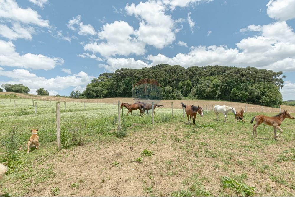 Chácara / Sítio / Fazenda - Venda - Campo Magro , Paraná - Rua Guarapuava (João Alex) 356-76.jpg - 560331069-78
