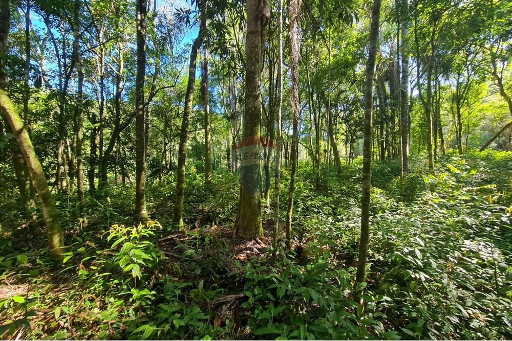 Chácara / Sítio / Fazenda - Venda - Tijucas do Sul , Paraná - 0670e9f2-6227-4675-b0a7-b7971cee8be9.jpeg - 560391051-20