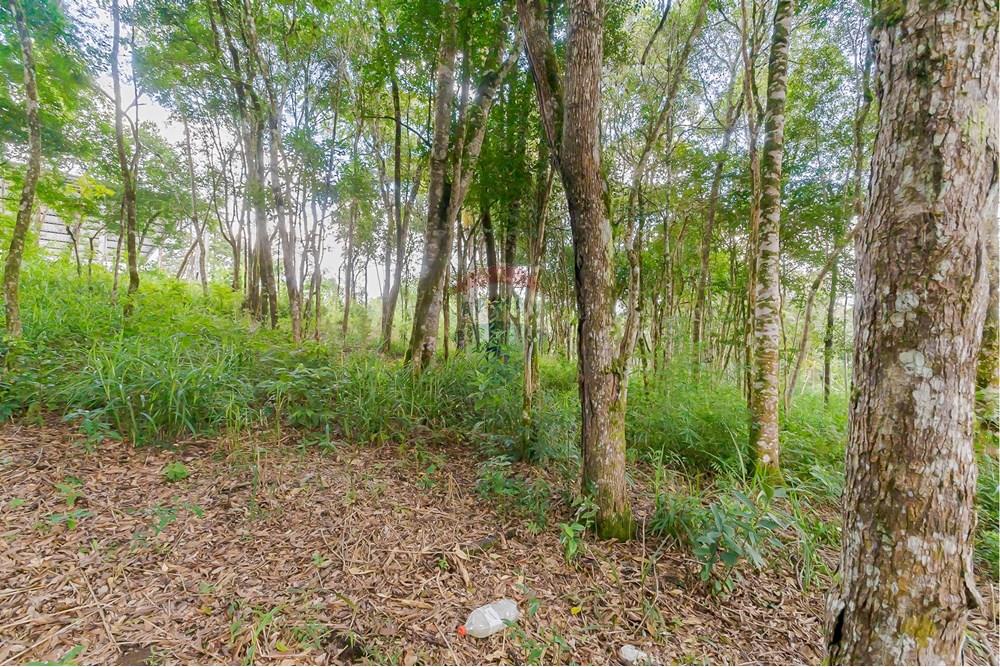 Terreno - Venda - Colombo , Paraná - _MG_7347.jpg - 560391062-13