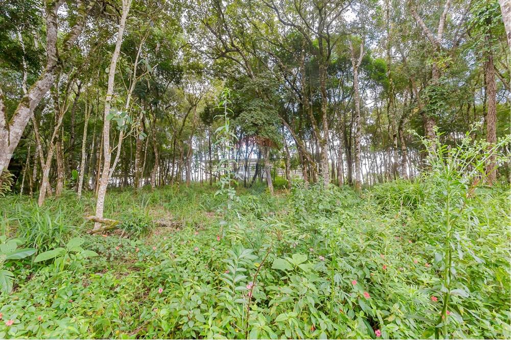 Terreno - Venda - Colombo , Paraná - _MG_7365.jpg - 560391062-13