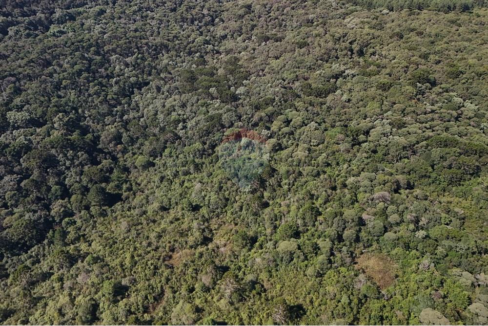 Terreno - Venda - Calmon , Santa Catarina - De cima.JPG - 560351109-12