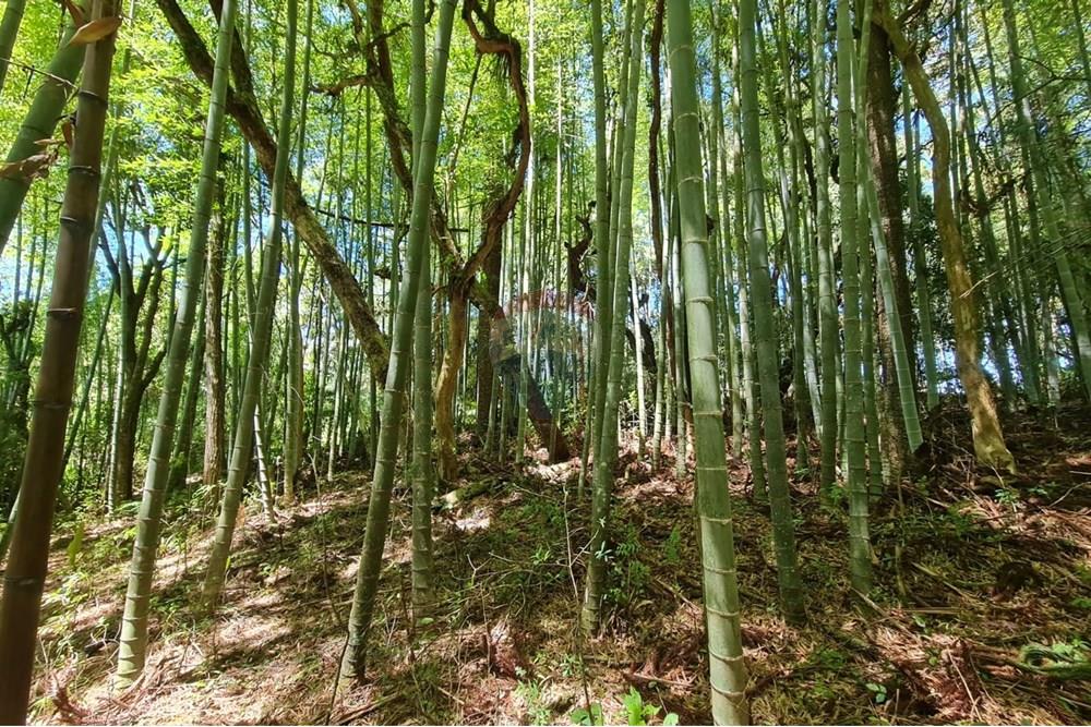 Chácara / Sítio / Fazenda - Venda - São José dos Pinhais , Paraná - d18be5a1-20a1-4221-b779-2797eacbdaa6.jpeg - 560331128-24