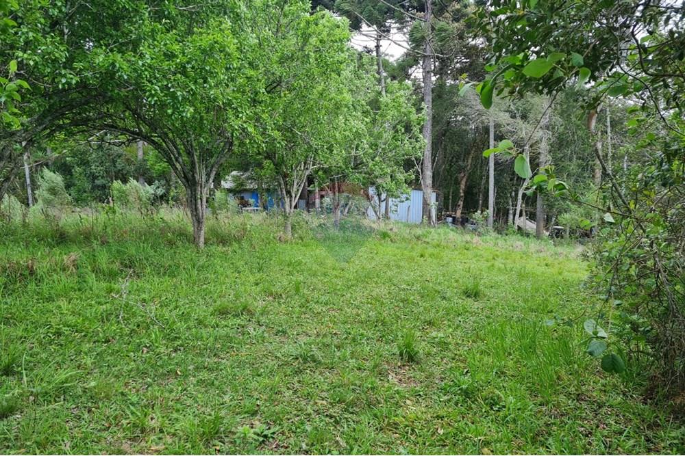 Chácara / Sítio / Fazenda - Venda - São José dos Pinhais , Paraná - 4b303b3e-11f8-4ea5-83d9-f50d9be678c7.jpeg - 560331128-24
