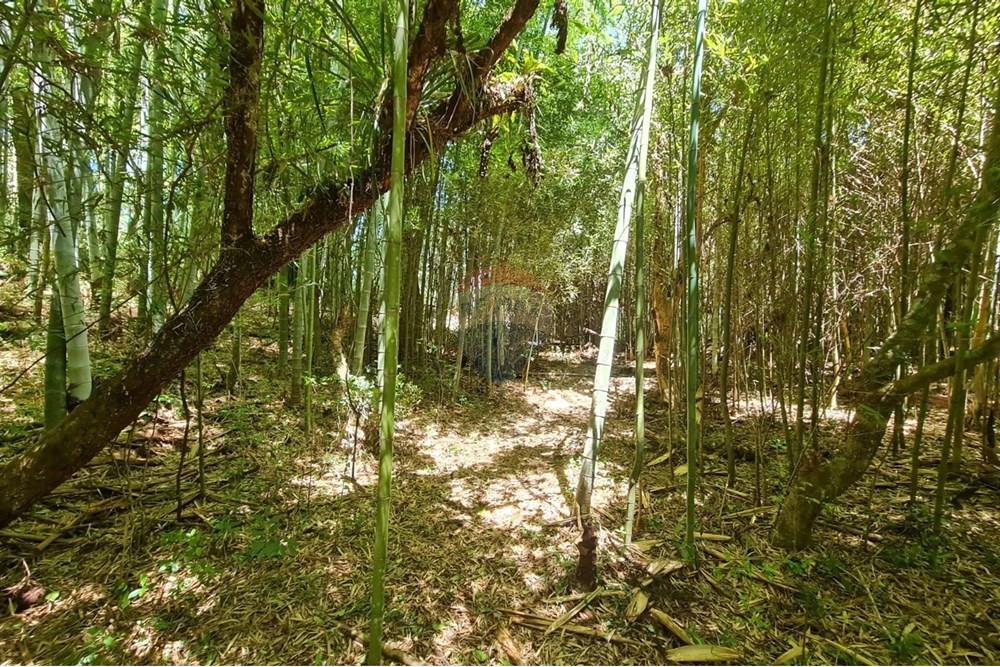 Chácara / Sítio / Fazenda - Venda - São José dos Pinhais , Paraná - 762a0df0-5cc1-49f1-8245-2d59105de627.jpeg - 560331128-24