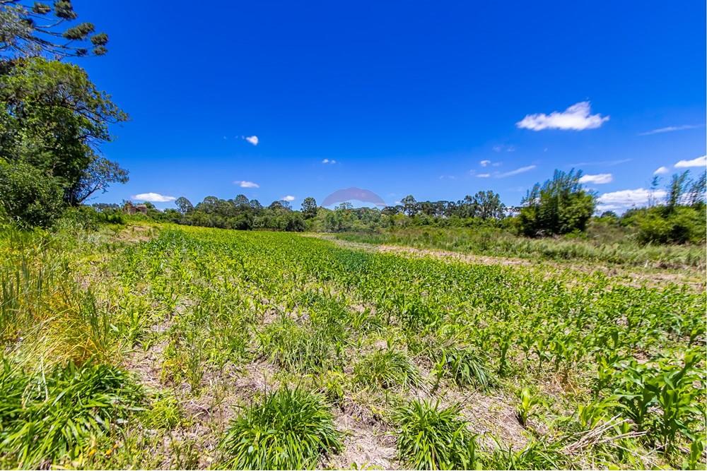 Chácara / Sítio / Fazenda - Venda - São José dos Pinhais , Paraná - IMG_7277.JPG - 560331128-24