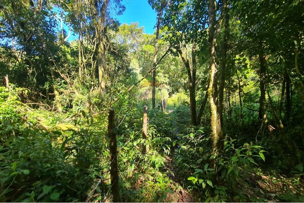 Chácara / Sítio / Fazenda - Venda - Tijucas do Sul , Paraná - bda07587-9e54-4637-99ef-dd7c32ad8670.jpeg - 560391051-20