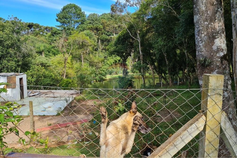 Galpão - Venda - São José dos Pinhais , Paraná - 2e8f9223-df33-4e84-b4e5-c98d8600951b.jpeg - 560331128-20